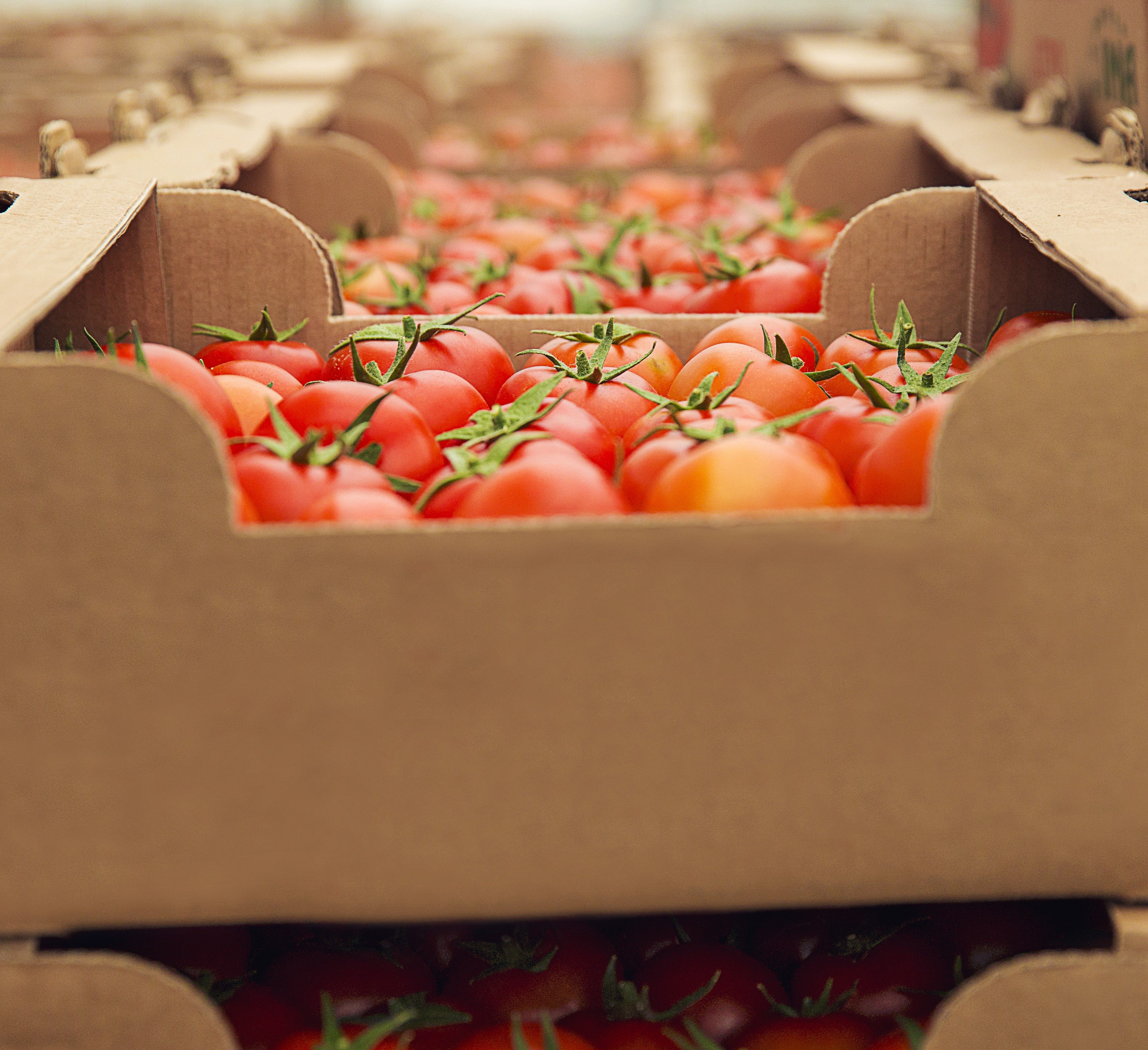 Fresh Produce & Cold Chain